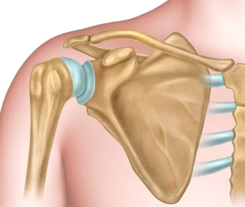 Shoulder Joint